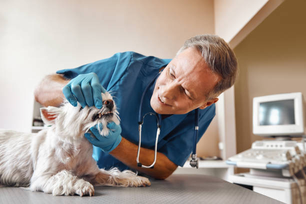 Best Same-Day Emergency Dental Services in Middletown, VA